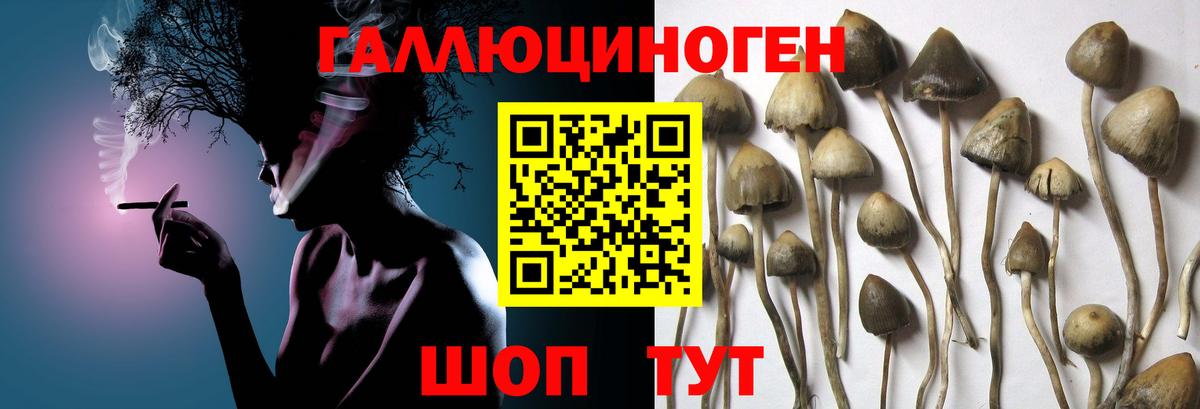 Псилоцибиновые грибы Psilocybine cubensis  Вход с VPN  Острогожск 
